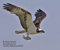 Pandion_haliaetus_ph6234