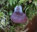 Panellus_violaceofulvus_ca7076