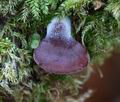 Panellus_violaceofulvus_ca7076