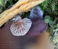 Panellus_violaceofulvus_ca7098