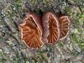 Panellus_violaceofulvus_j0511