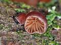 Panellus_violaceofulvus_j0521