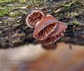 Panellus_violaceofulvus_j0537