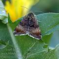 Panemeria_tenebrata_ah3320