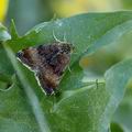 Panemeria_tenebrata_ah3326