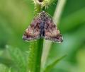 Panemeria_tenebrata_bn6600