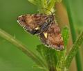 Panemeria_tenebrata_bn6614