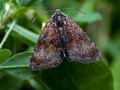 Panemeria_tenebrata_ct1895s