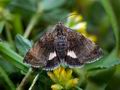 Panemeria_tenebrata_ct2027s