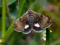 Panemeria_tenebrata_ct2041s