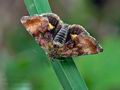 Panemeria_tenebrata_j4263s