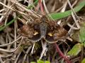 Panemeria_tenebrata_j4273s