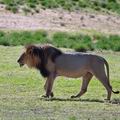 Panthera_leo_bb3863