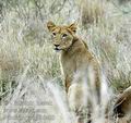 Panthera_leo_db6400