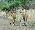 Panthera_leo_db6415