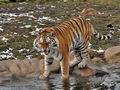 Panthera_tigris_cs0607