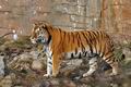 Panthera_tigris_cs0621