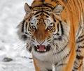Panthera_tigris_hy9916