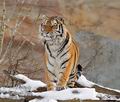 Panthera_tigris_hy9922