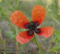 Papaver_argemone_ab0798