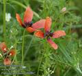 Papaver_argemone_ab0807