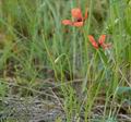 Papaver_argemone_ab0821