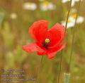 Papaver_dubium_ab2269