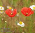 Papaver_dubium_ab2276