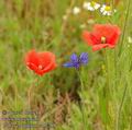 Papaver_dubium_ab2289