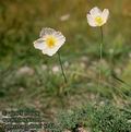 Papaver_sendtneri_8244