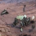 Papilio_demodocus_bb5135
