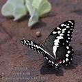 Papilio_demodocus_bb5150