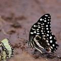 Papilio_demodocus_bb5175