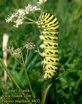 Papilio_machaon_4432