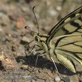 Papilio_machaon_ab9219