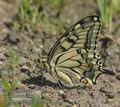 Papilio_machaon_ab9226