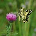 Papilio_machaon_af0931