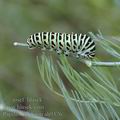 Papilio_machaon_ah9376