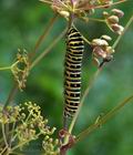 Papilio_machaon_bs6231