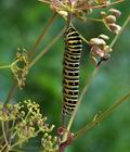 Papilio_machaon_bs6231