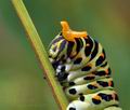 Papilio_machaon_bs6281