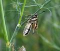 Papilio machaon bu1967