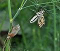 Papilio machaon bu1984