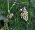 Papilio machaon bu2043