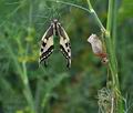 Papilio machaon bu2173