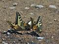 Papilio_machaon_cv9303