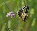 Papilio_machaon_ph9859