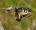 Papilio_machaon_ph9864