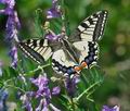 Papilio_machaon_pi0118