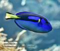 Paracanthurus_hepatus_mc3248